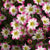 Saxifrage