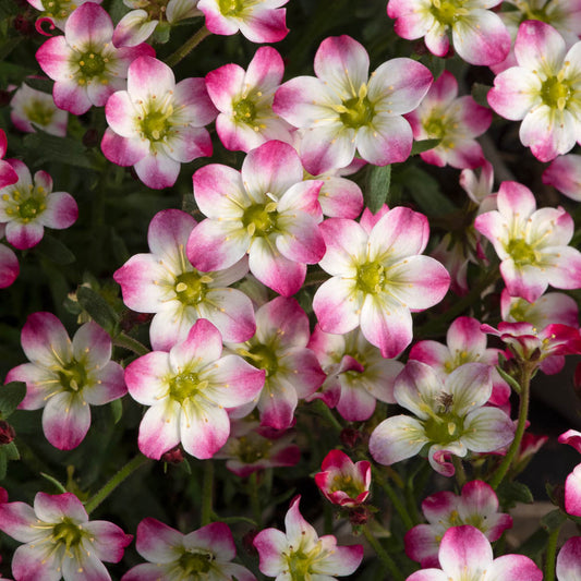 Saxifraga Marto Picotee Red