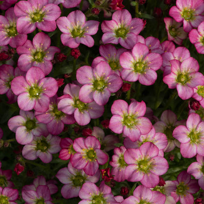 Saxifraga Marto Hot Rose