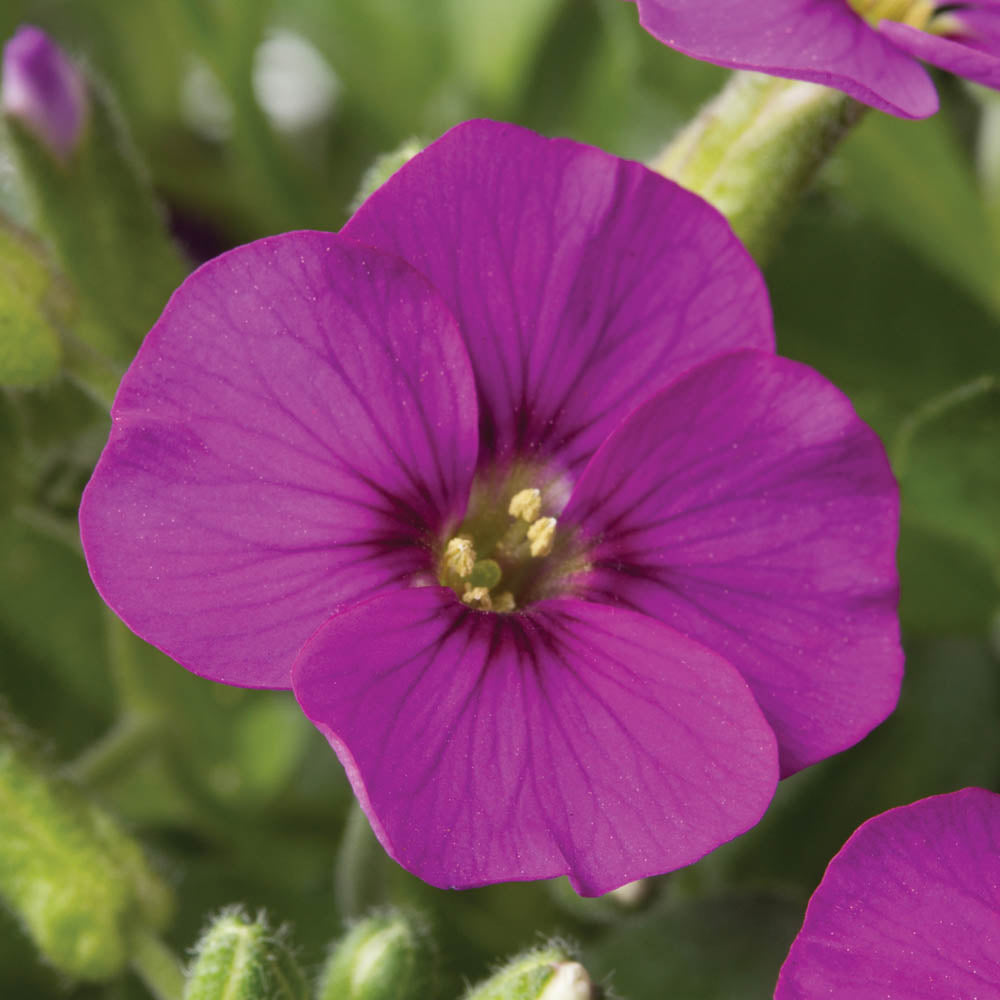 Aubrieta Florado Rose Red