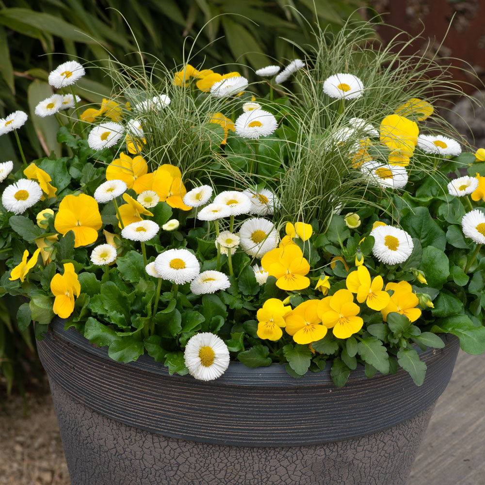 Spring Break Salou Mix