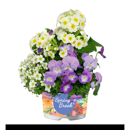 Spring Break Key West Mix