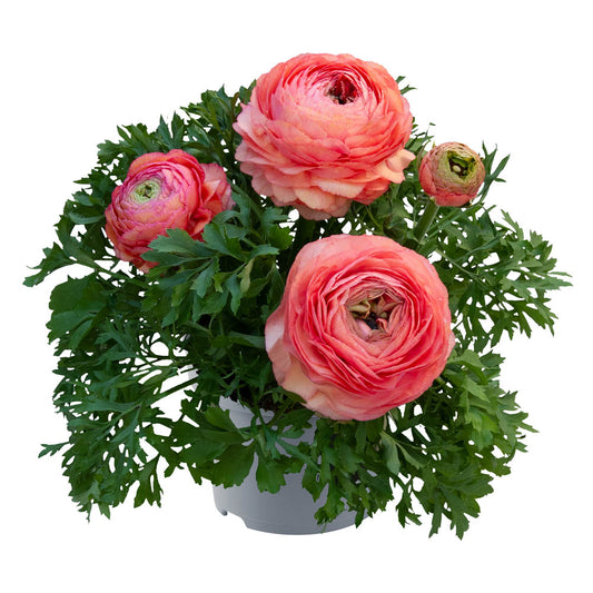 Ranunculus 'Vortex Champagne Rose'