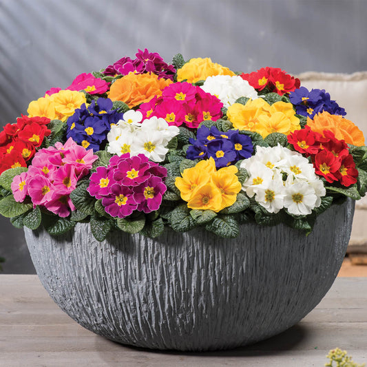 Primula Cairo Mix