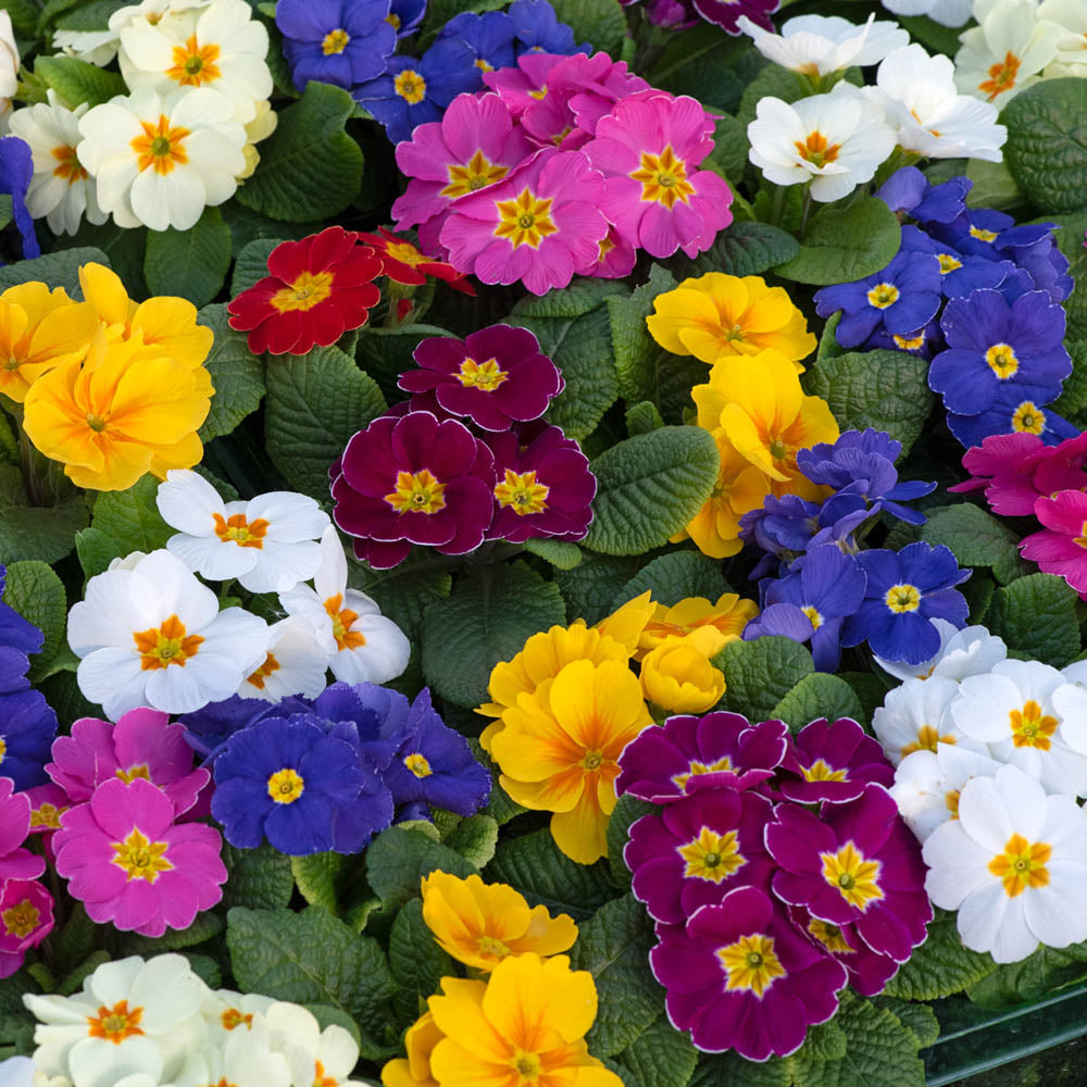 Primula Bonneli Mix