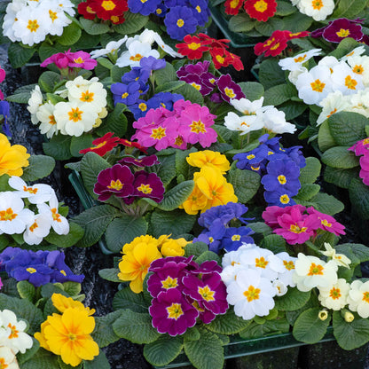 Primula Bonneli Mix