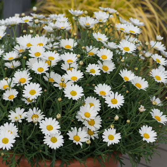Argyranthemum frutescens Everest