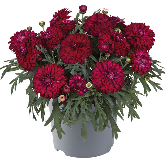 Argyranthemum 'Santorini Double Cherry'