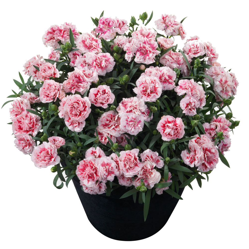 Dianthus Sunflor Megan