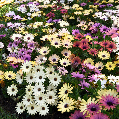 Osteospermum Akila Grand Canyon Mix