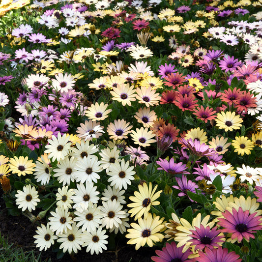 Osteospermum Akila Grand Canyon Mix