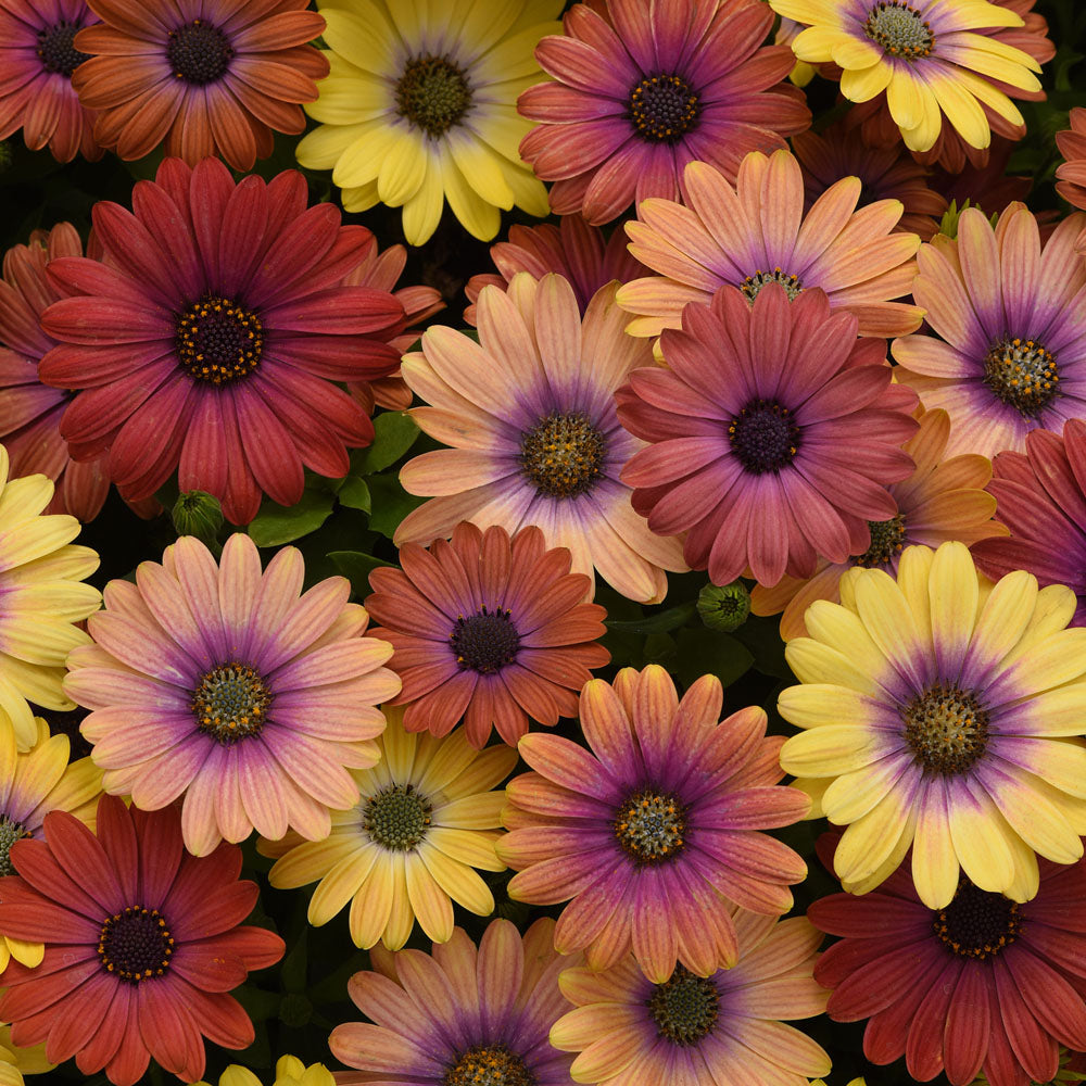 Osteospermum Akila Hawaii Sunset Mix