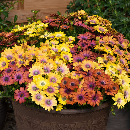 Osteospermum Akila Hawaii Sunset Mix