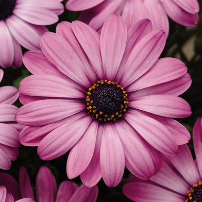 Osteospermum Akila Lavender Shades