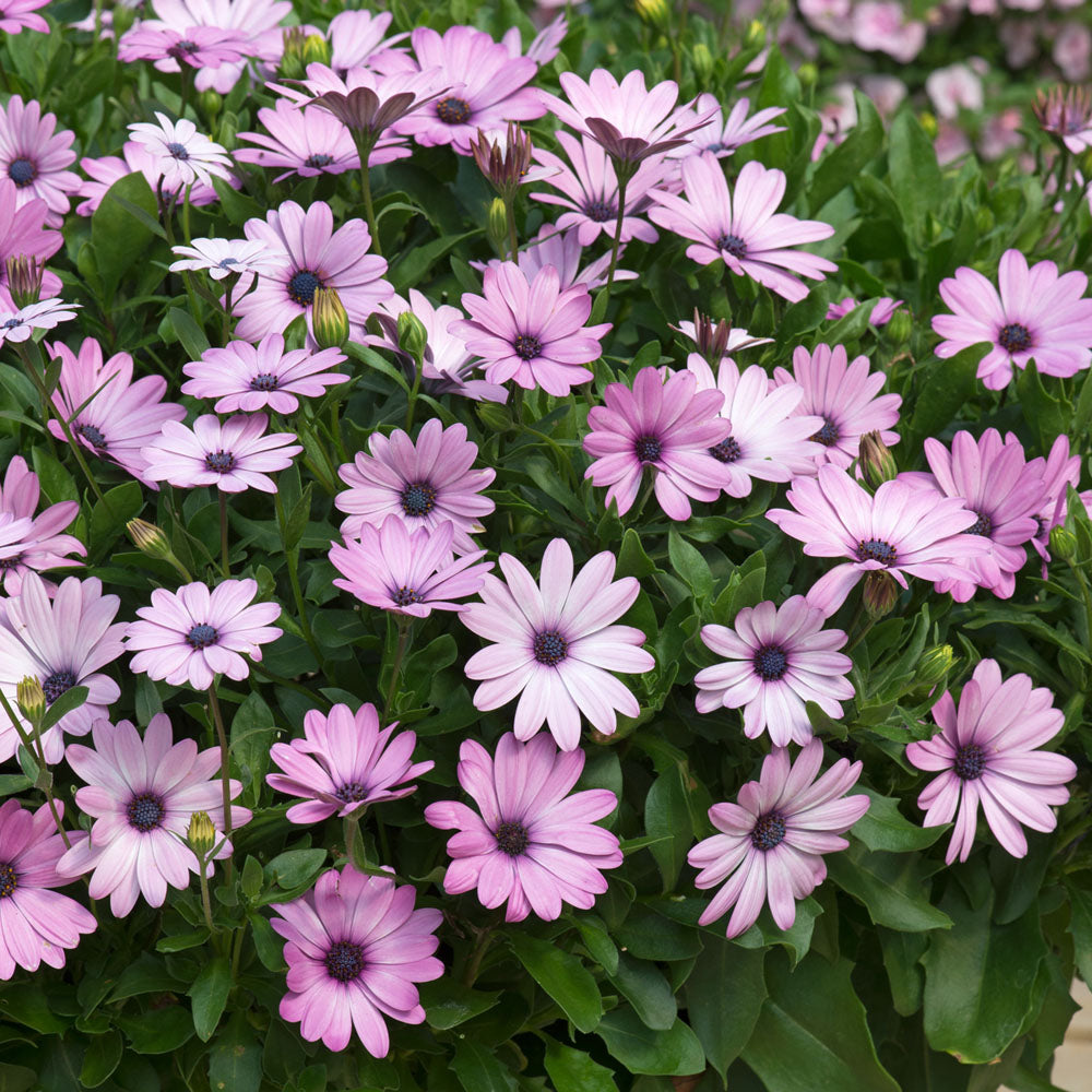 Osteospermum Akila Lavender Shades