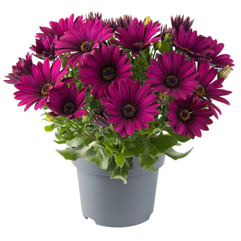 Osteospermum Dalina Bright Purple