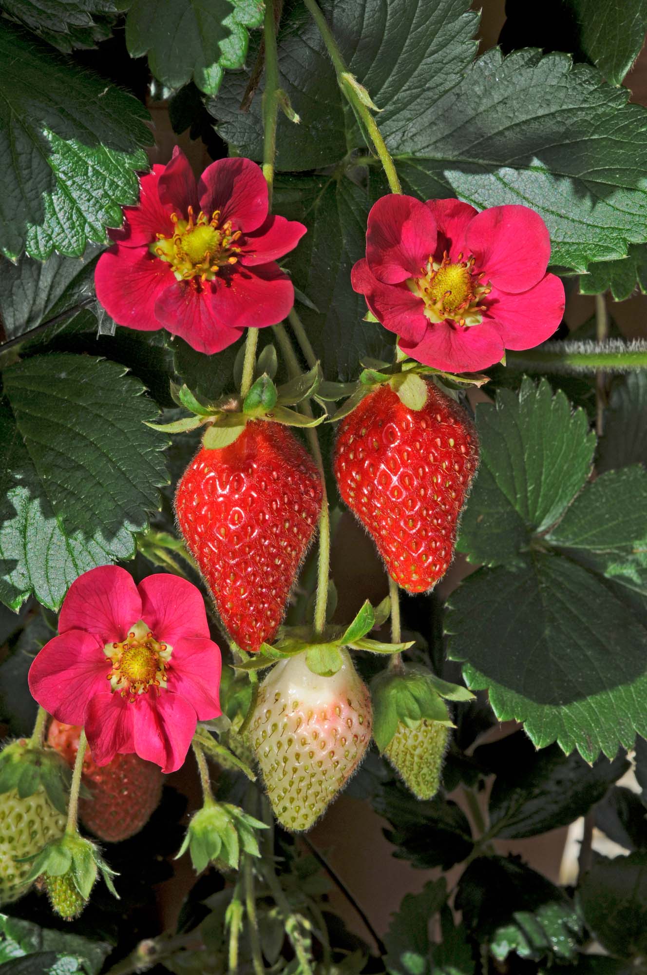 Strawberry