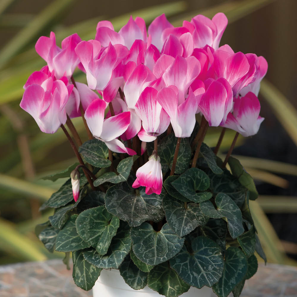 Cyclamen Indiaka Rose