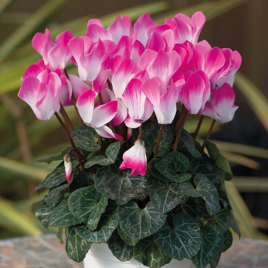 Cyclamen Indiaka Rose
