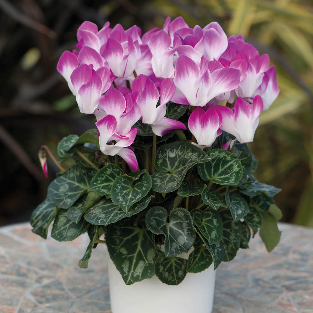 Cyclamen Indiaka Violet