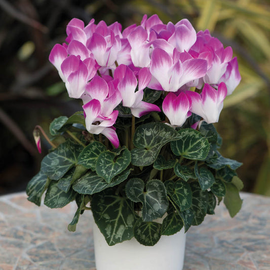 Cyclamen Indiaka Violet