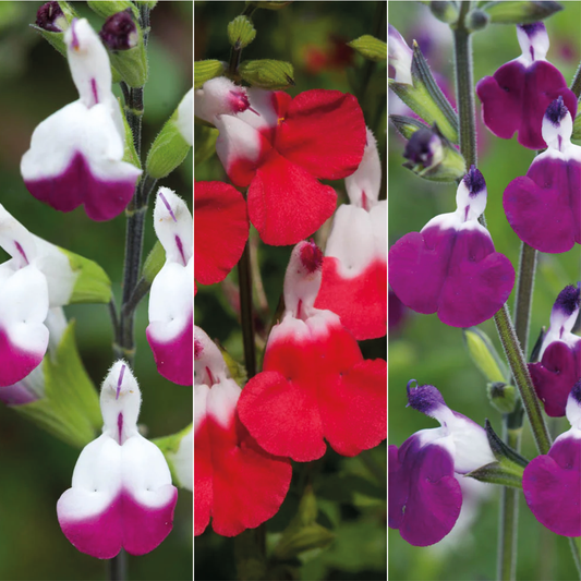 Salvia Lips Trio