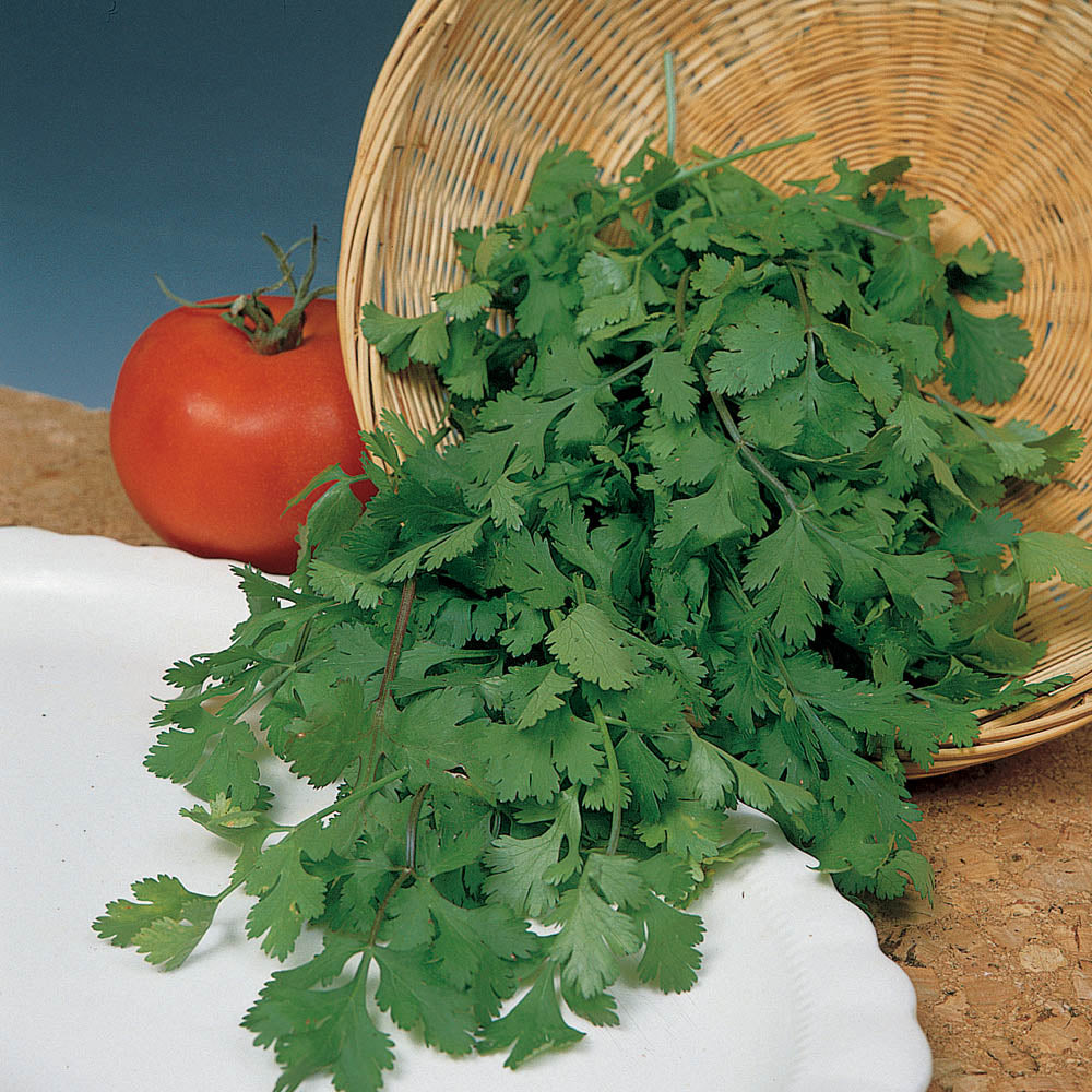 Coriander