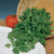 Coriander