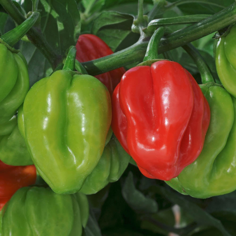 Chilli Pepper 'Scotch Bonnet'