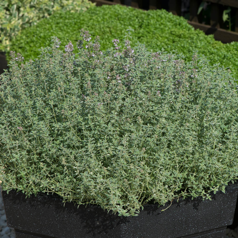Thyme 'Silver Posie'