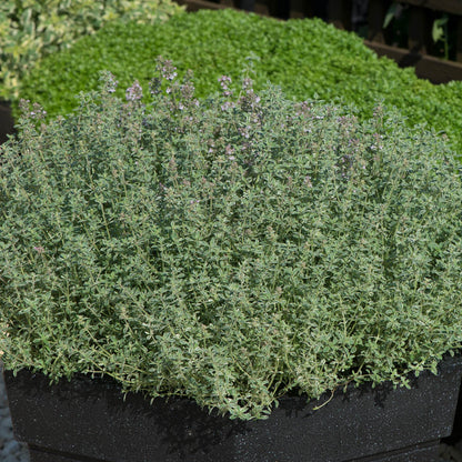 Thyme 'Silver Posie'