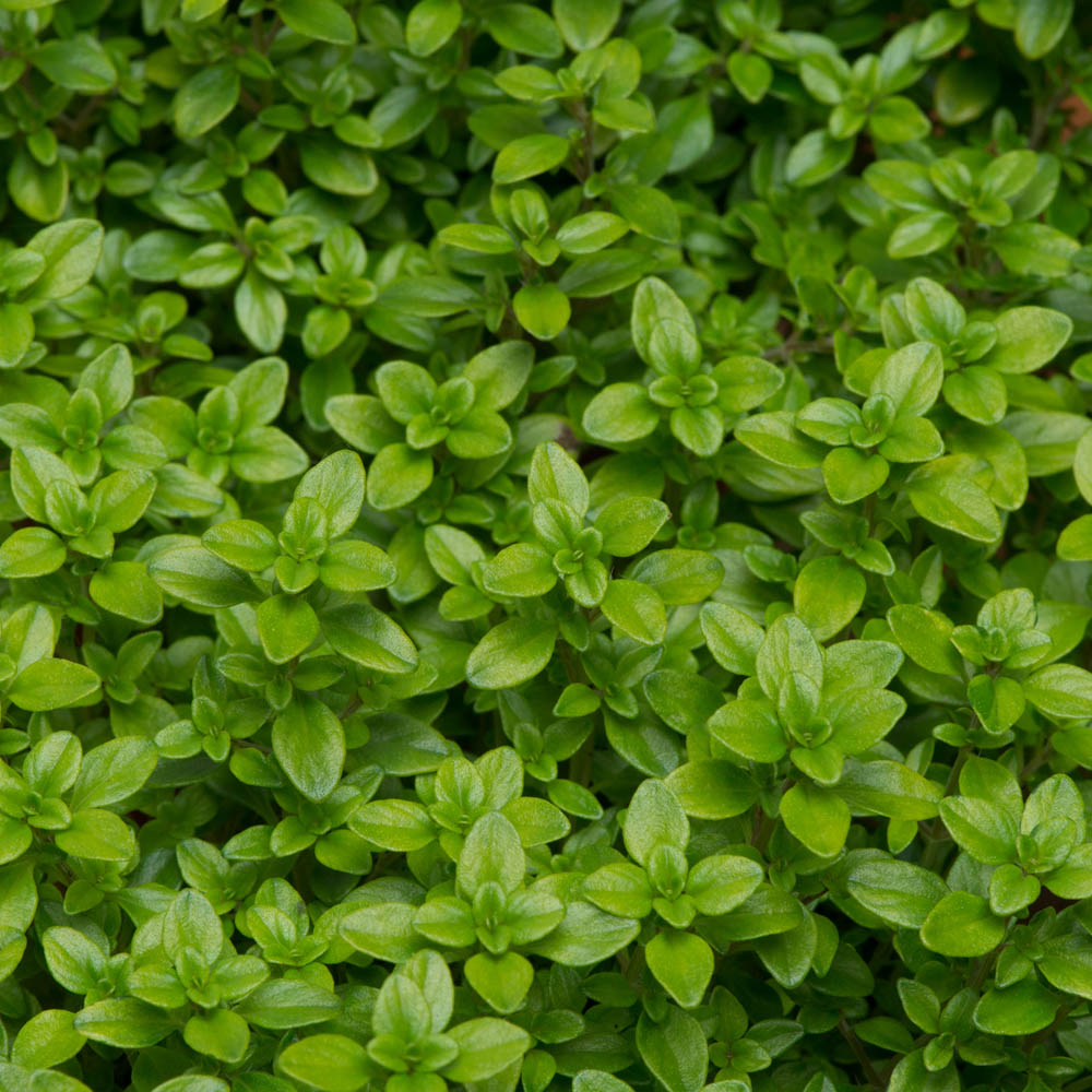 Thyme 'Archer's Gold'