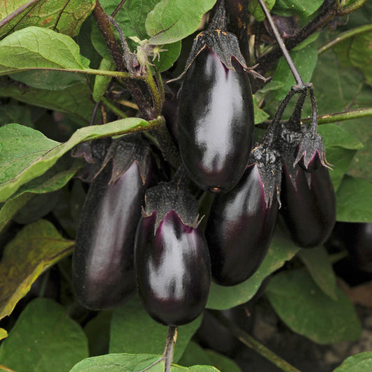 Aubergine Patio Baby