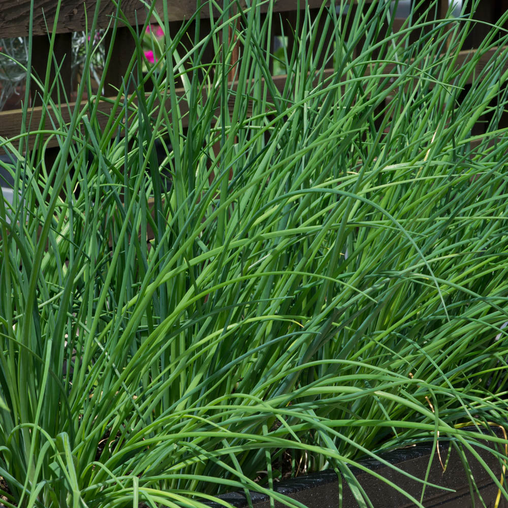 Chives