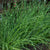 Chives