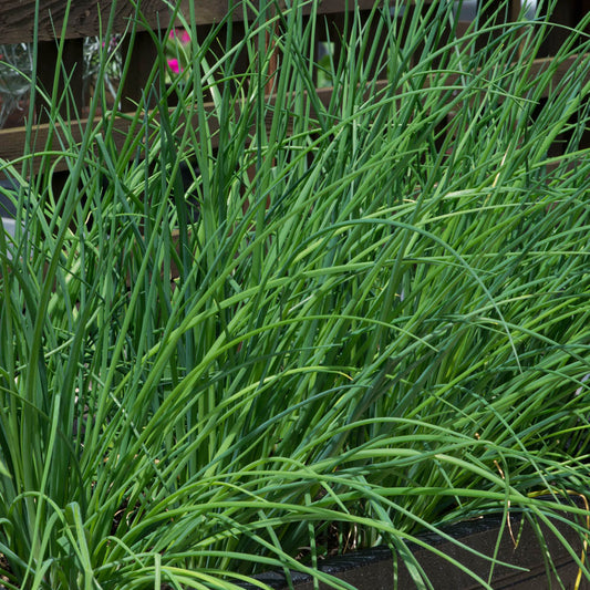 Chives