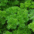 Parsley