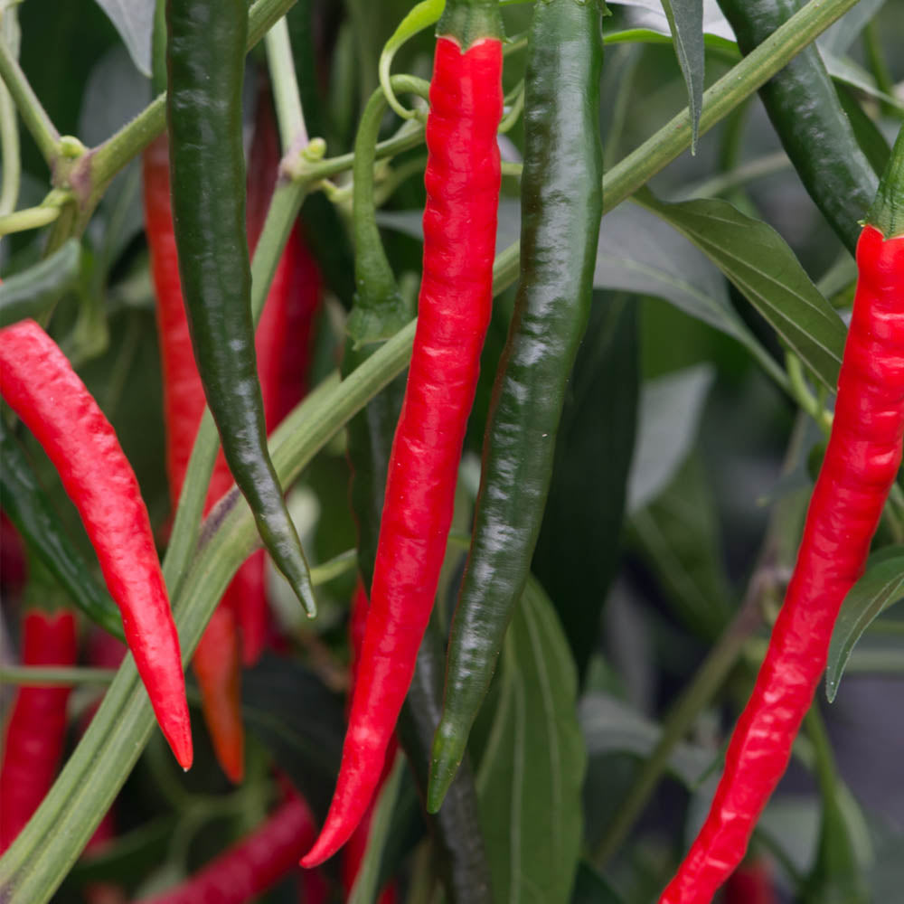 Chilli Pepper 'Chiang Rai'