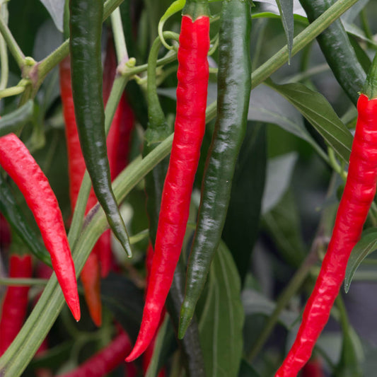 Chilli Pepper 'Chiang Rai'