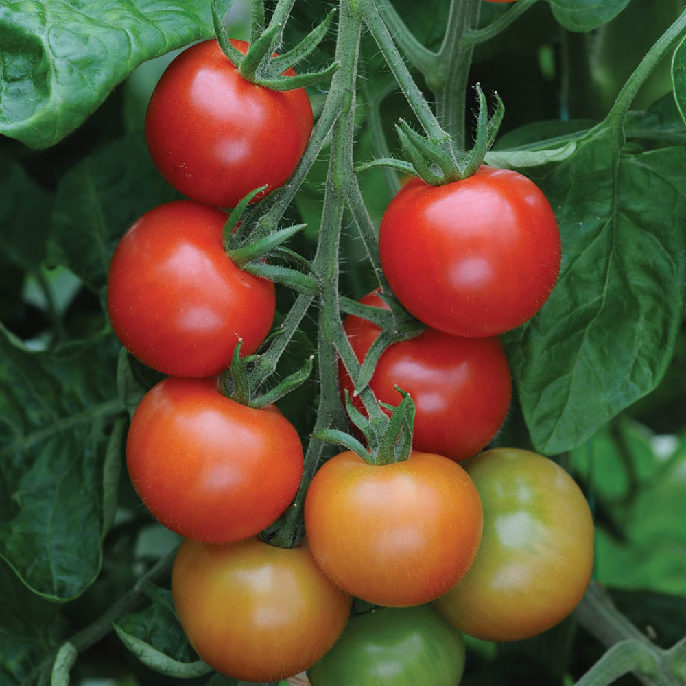 Tomato 'Gardener's Delight'