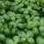 Basil