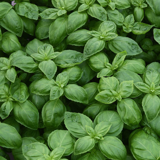 Basil Dolce Fresca
