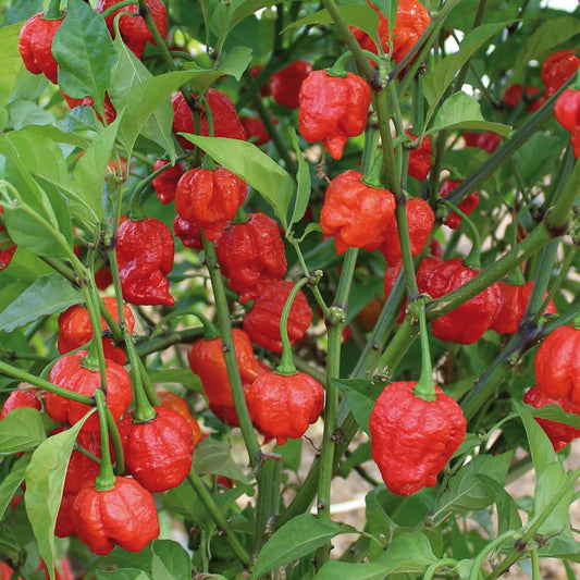 Chilli Pepper 'Armageddon'