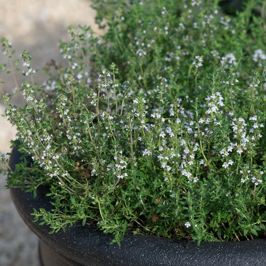 English Thyme