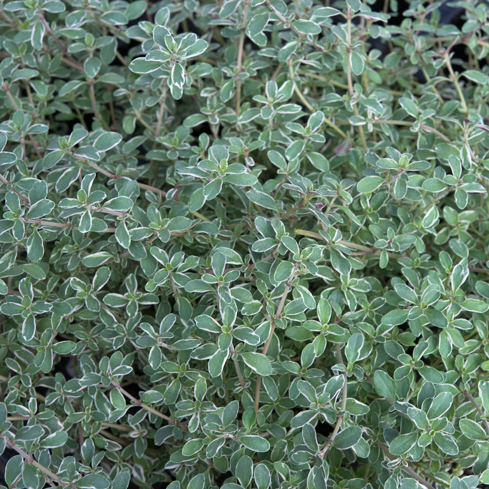 Thyme 'Silver Posie'