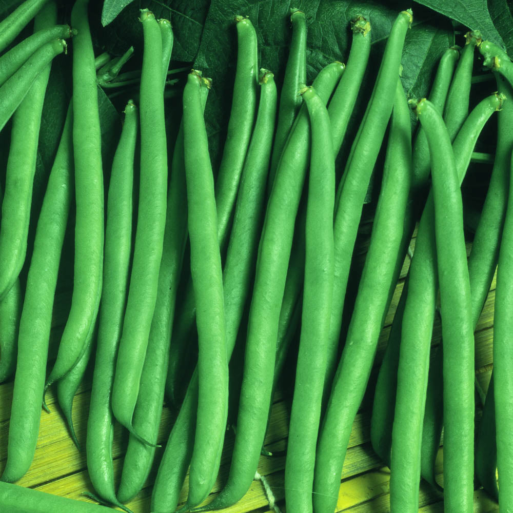 French Bean Climbing Blue Lake