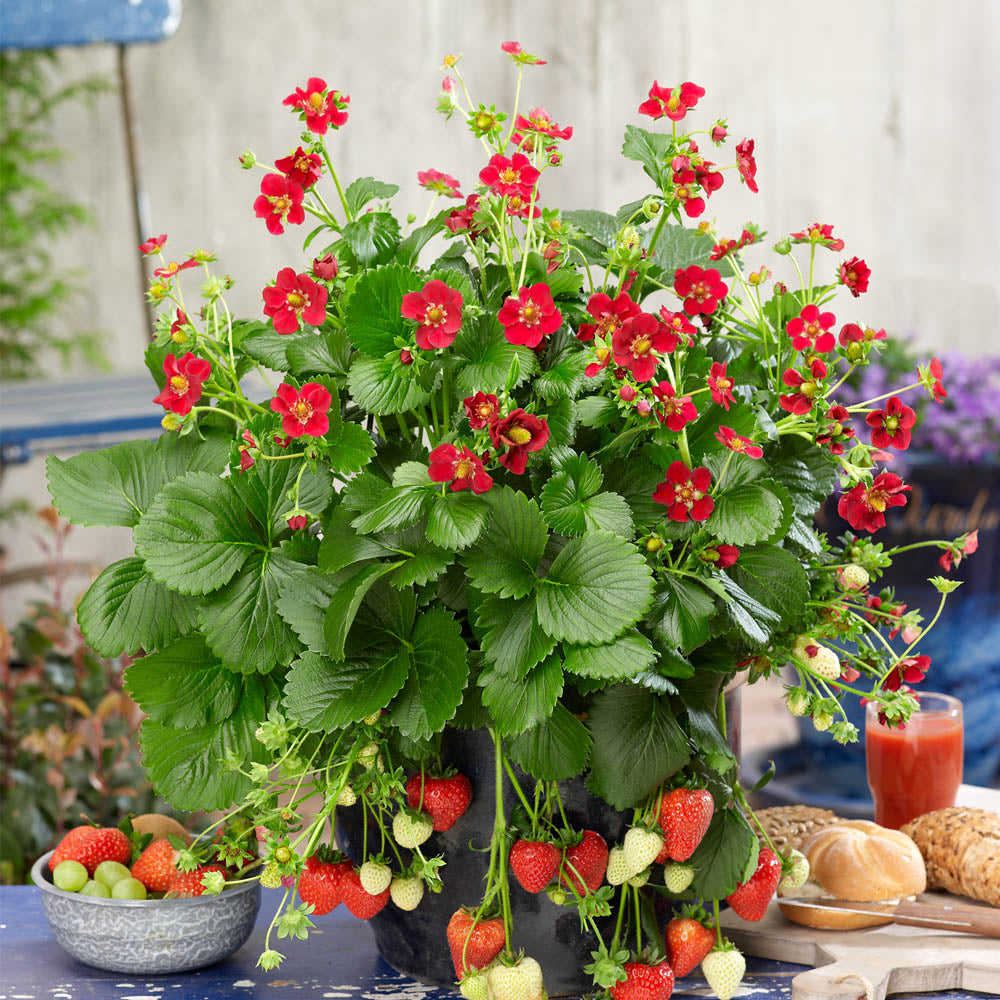 Strawberry 'Ruby Ann'