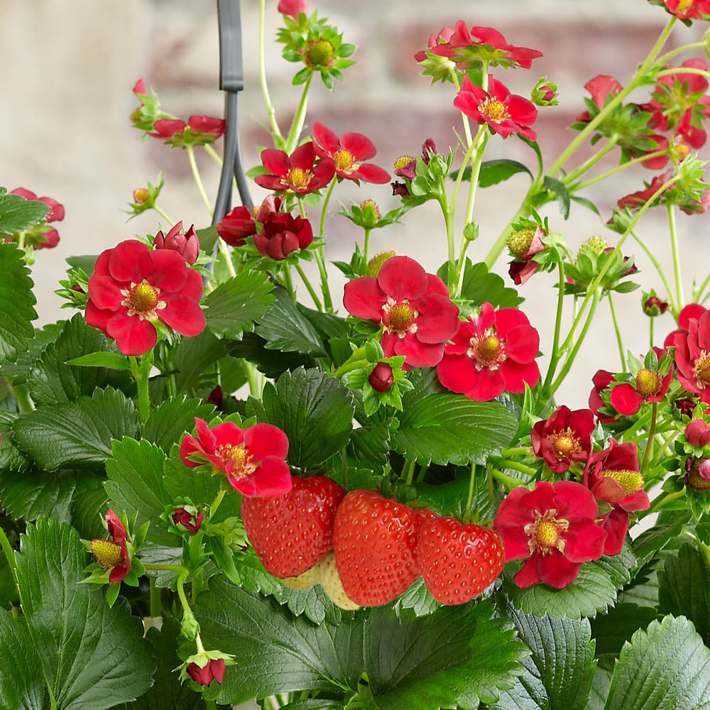 Strawberry 'Ruby Ann'