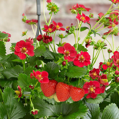 Strawberry 'Ruby Ann'