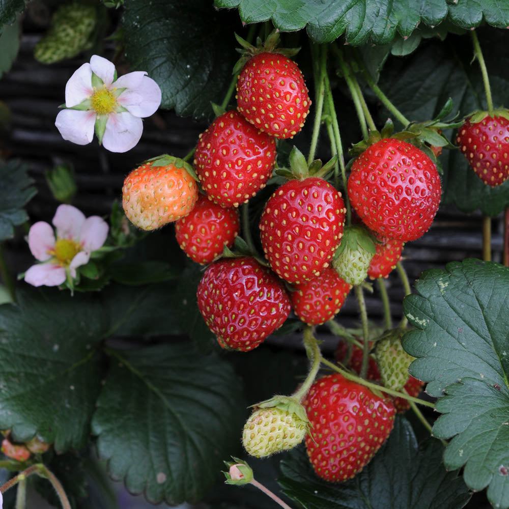 Strawberry 'Roman'